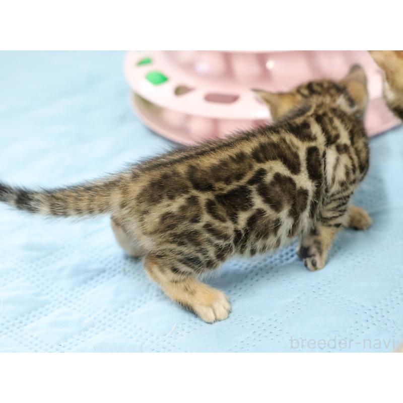 販売中の大阪府のベンガル-123993の2枚目